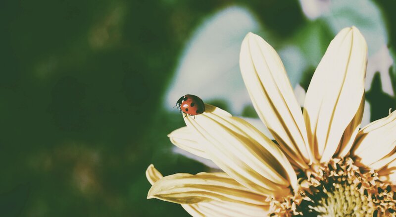 Ladybug on Sunflower — Yellow, Calm, Afternoon