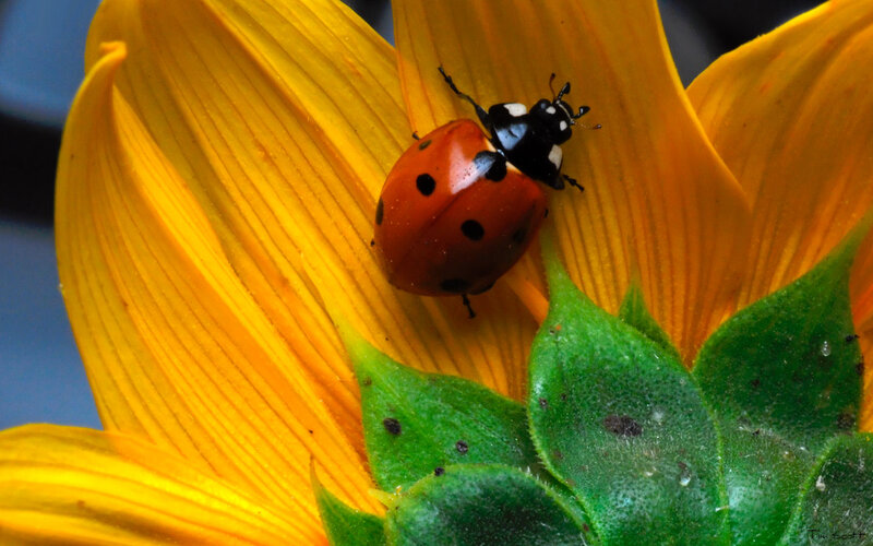 Ladybug on Sunflower — Yellow, Calm