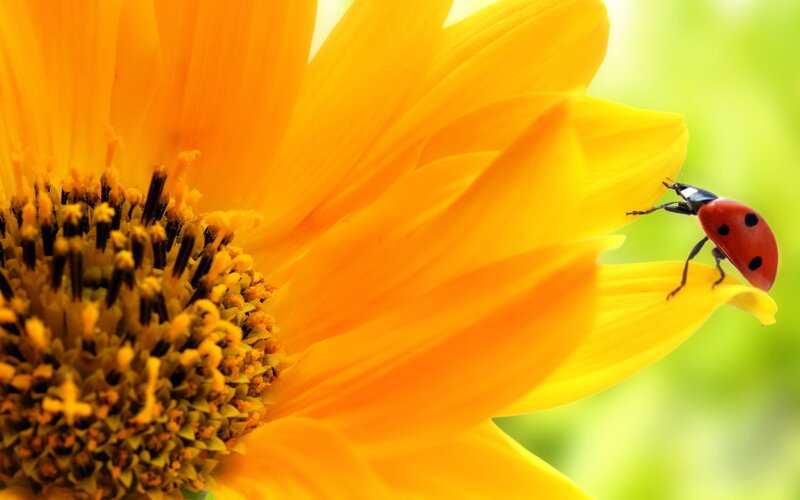 Ladybug on Sunflower — Yellow, Serene, Afternoon, Photograph, Insect, Green Background