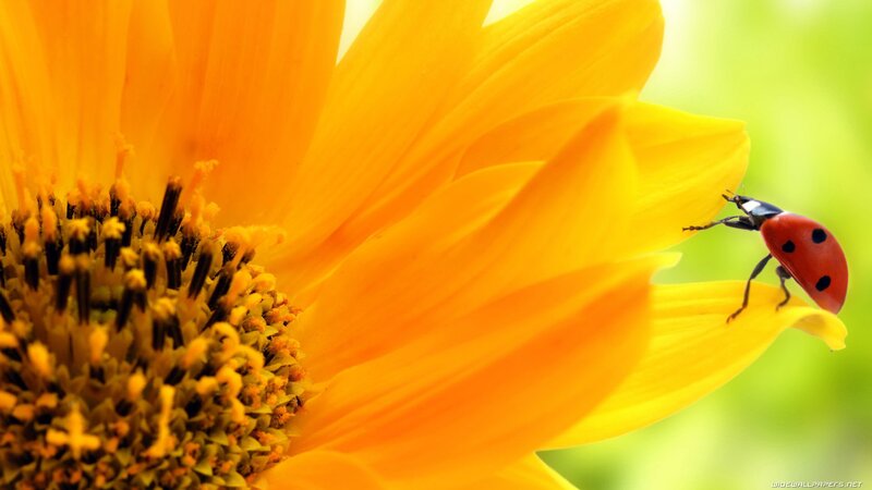 Ladybug on Sunflower — Yellow, Serene, Afternoon, Photograph, Insect, Petal
