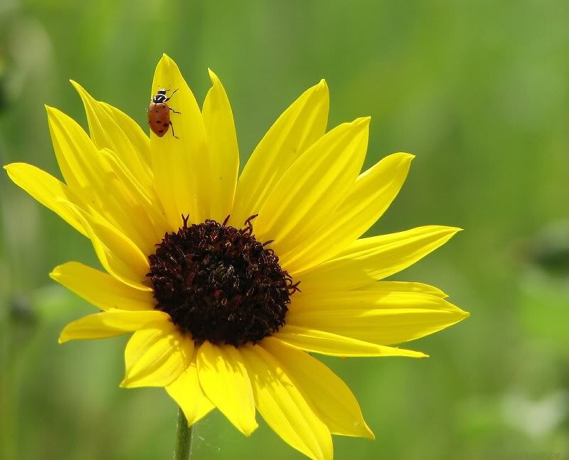Ladybug on Sunflower — Yellow, Serene