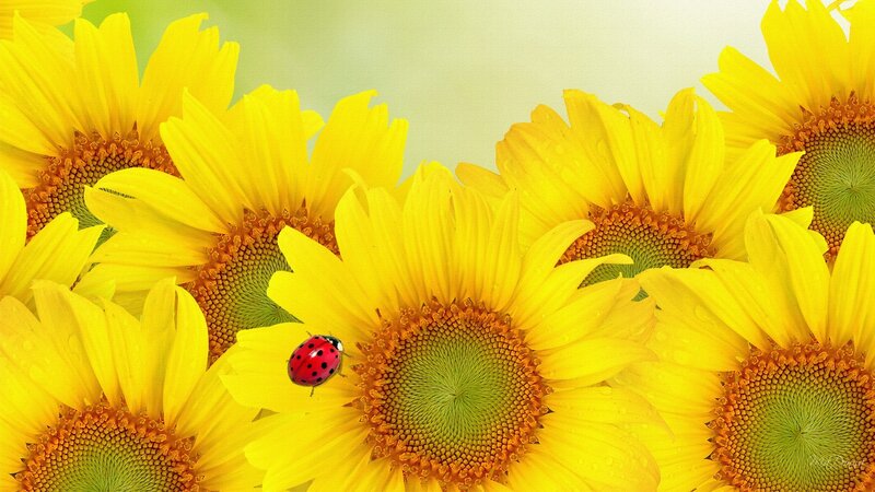Ladybug on Sunflowers