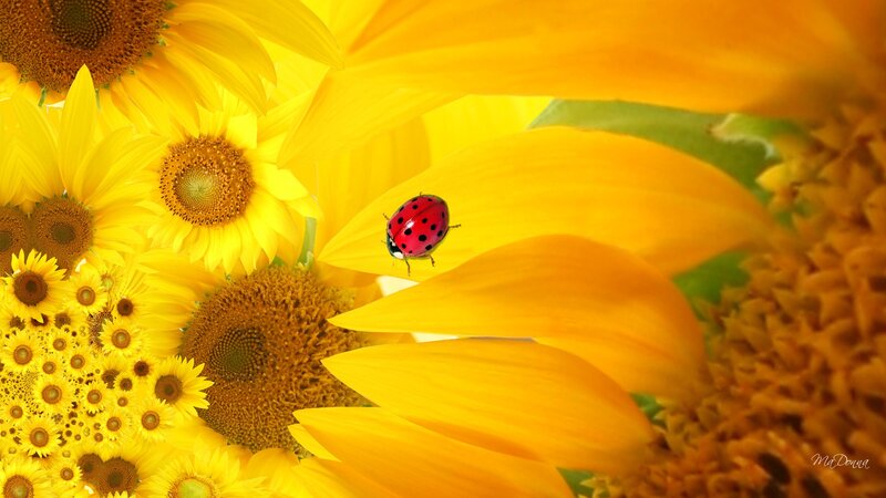 Ladybug on Sunflowers — Yellow