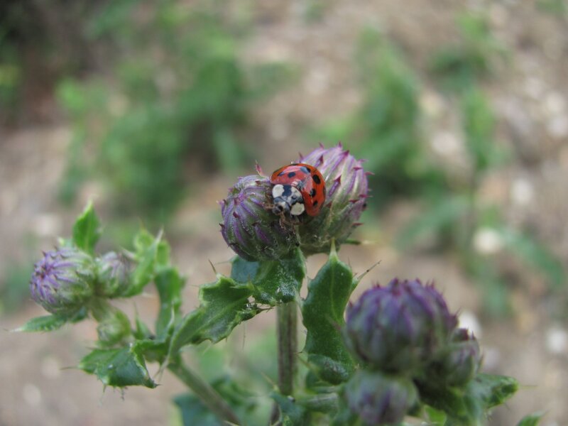 Ladybug on Thistle Bud