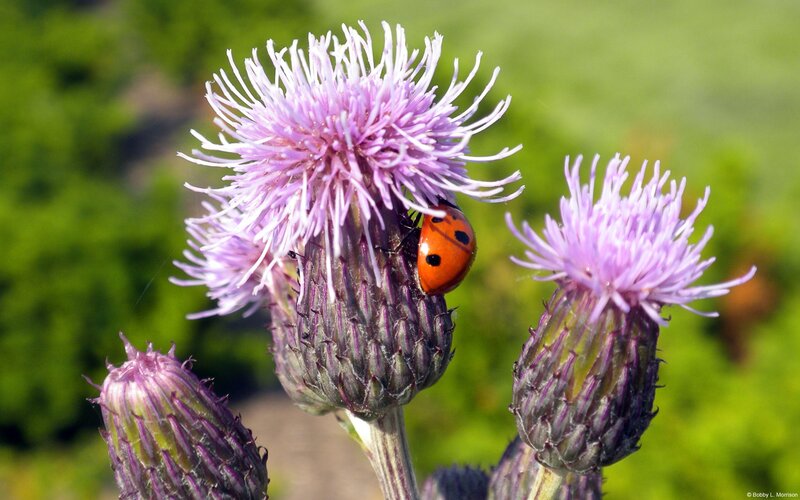 Ladybug on Thistle Flower — Purple