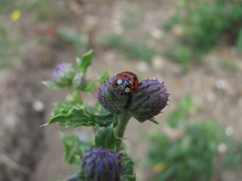 Ladybug on Thistle — Red