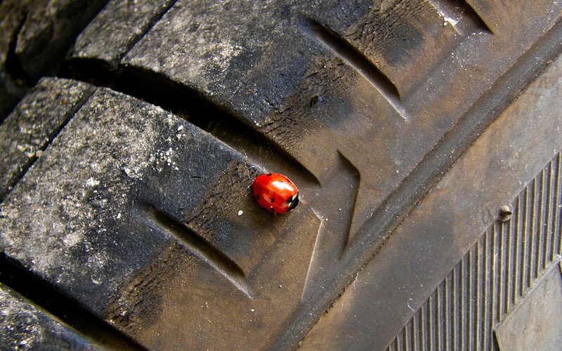 Ladybug on Tire