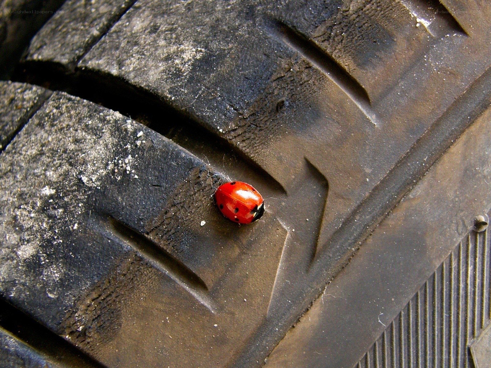 ladybug on tire tread