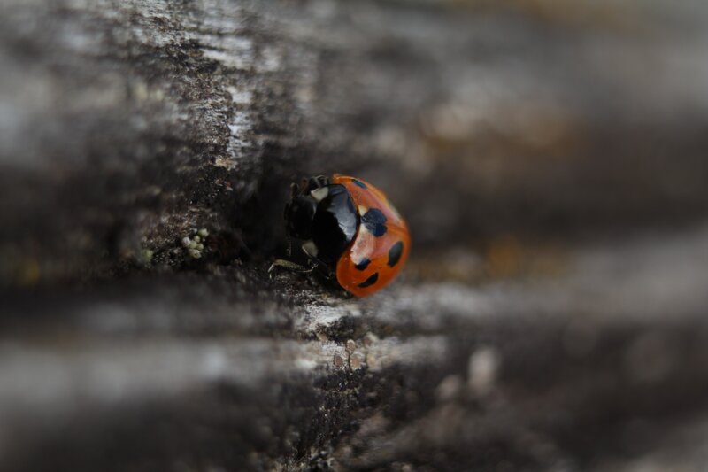ladybug on tree bark