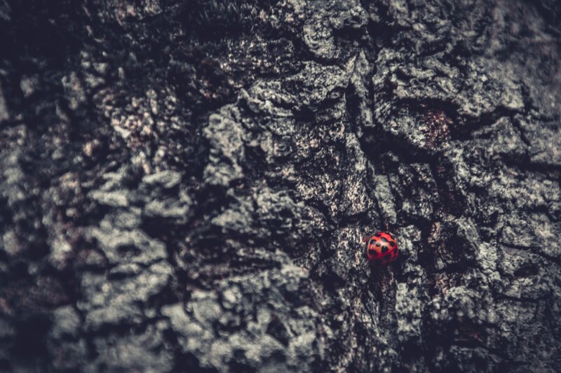 Ladybug on Tree Bark — Black