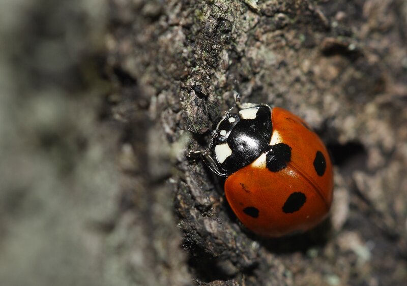 Ladybug on Tree Bark — Red