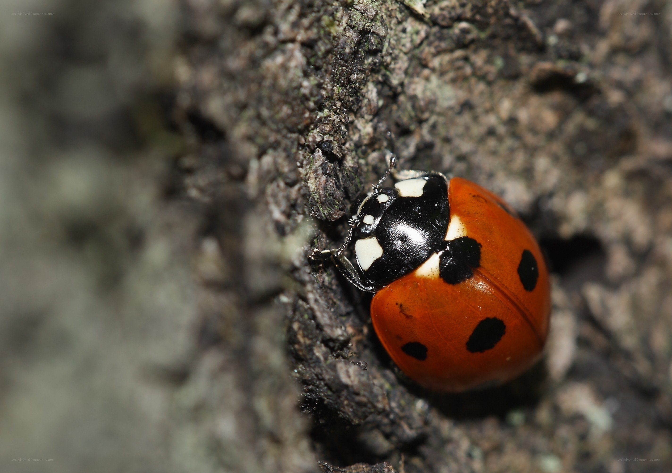 ladybug on tree bark