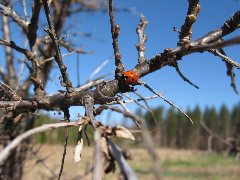 Ladybug on Tree Branch — Red