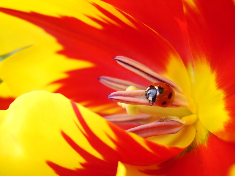 Ladybug on Tulip