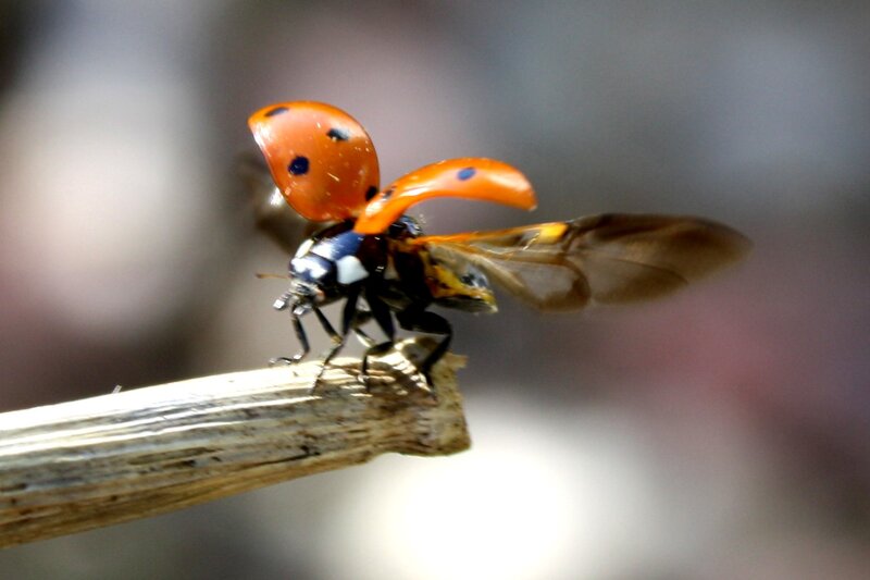 Ladybug on Twig