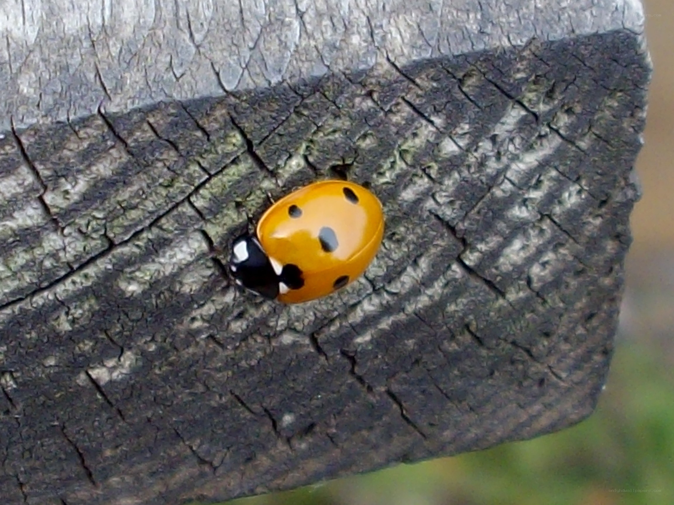 ladybug on weathered wood