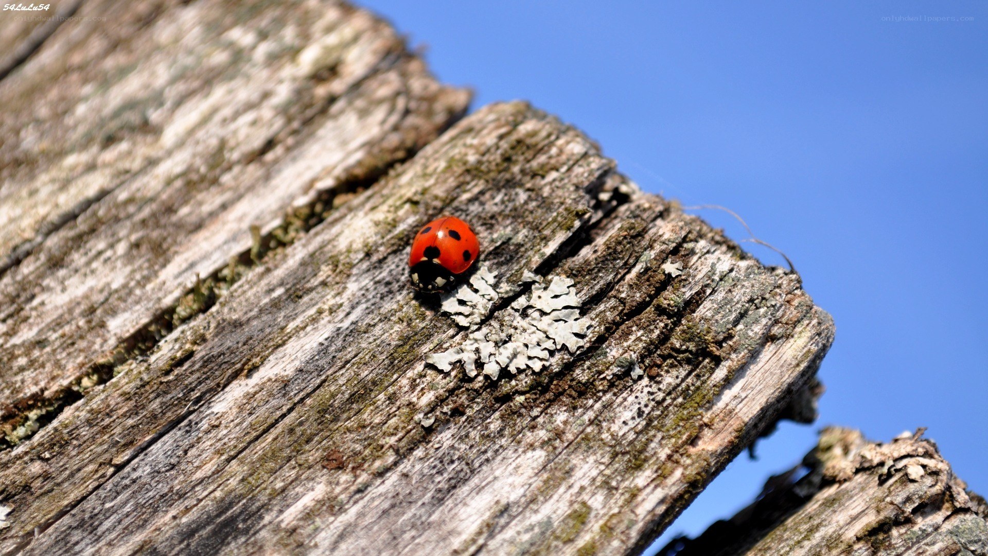 Ladybug on weathered wood