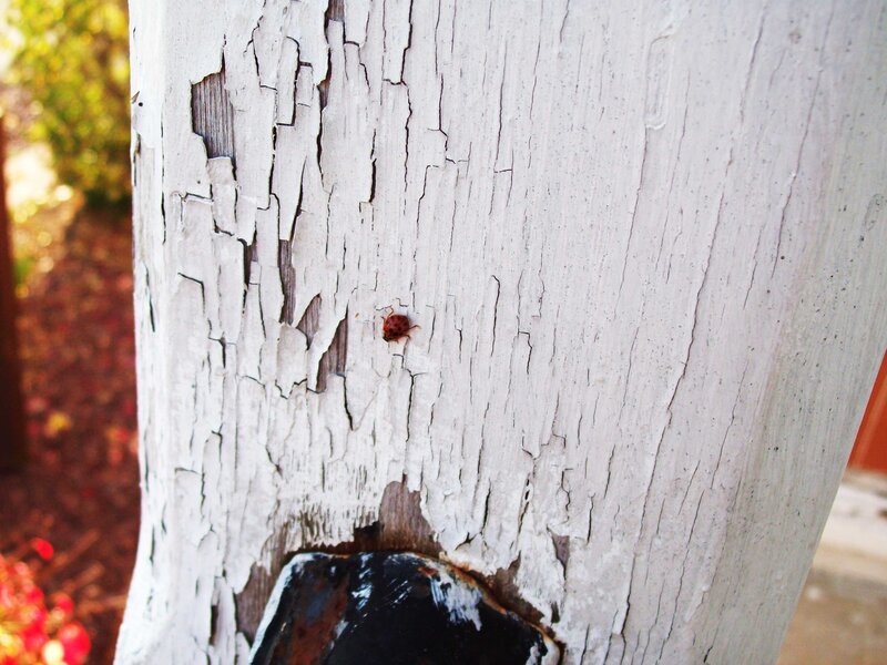 ladybug on weathered wood