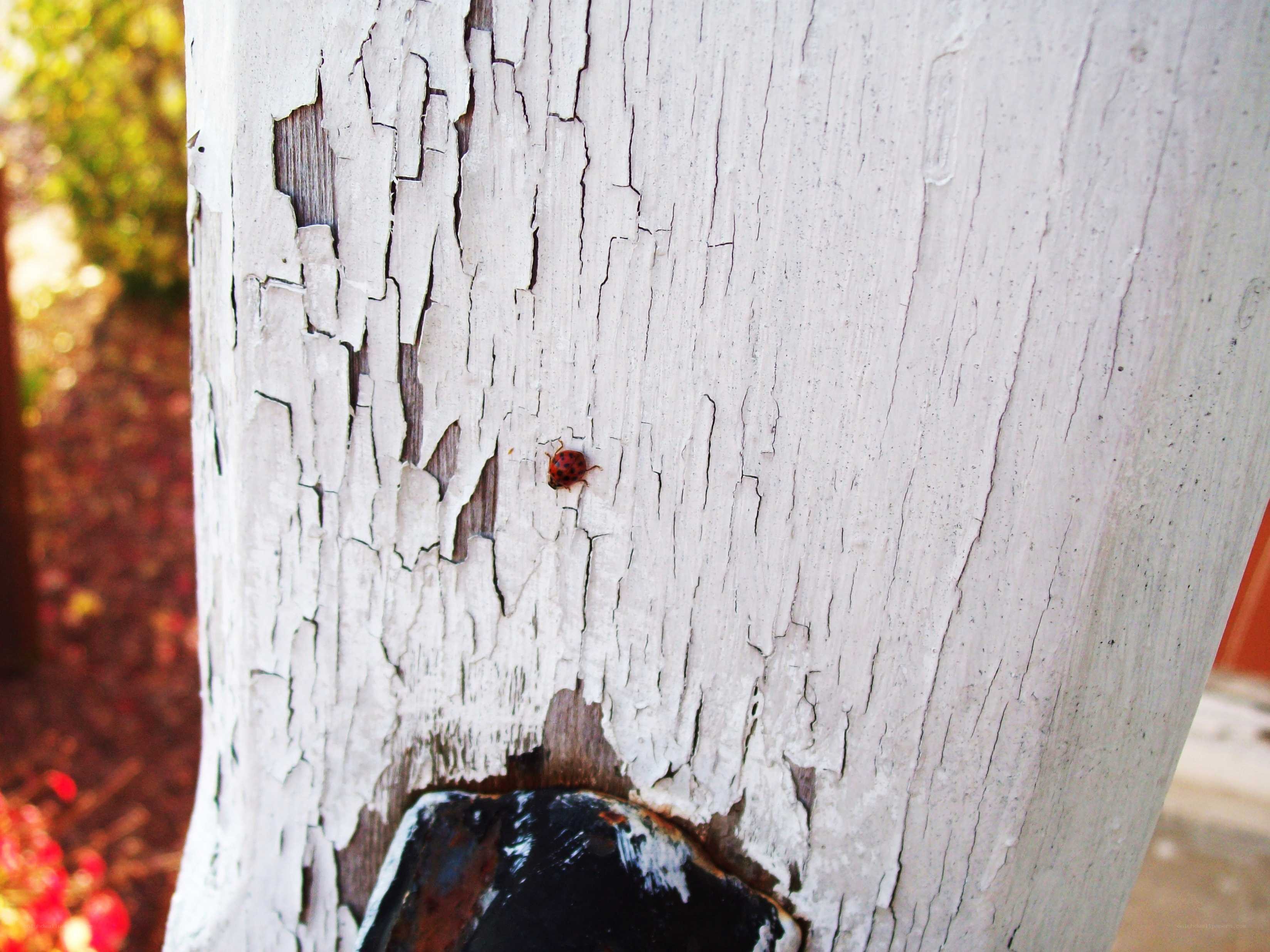 ladybug on weathered wood