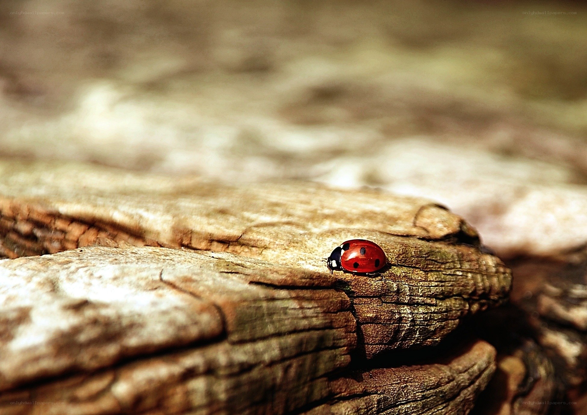 Ladybug on weathered wood