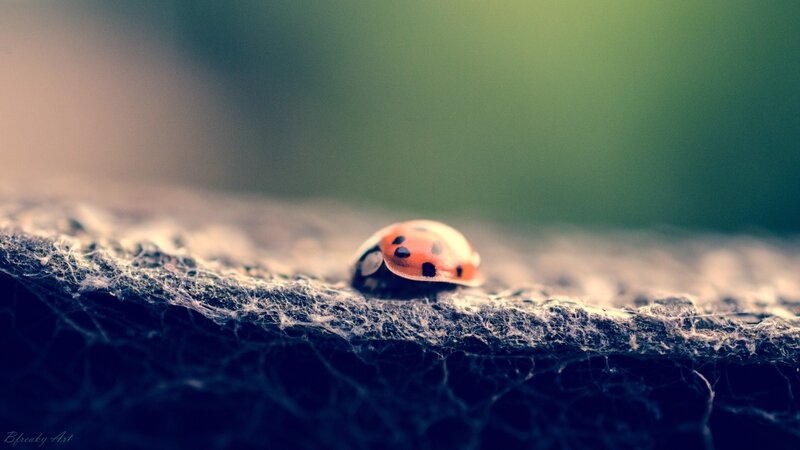 Ladybug on Web