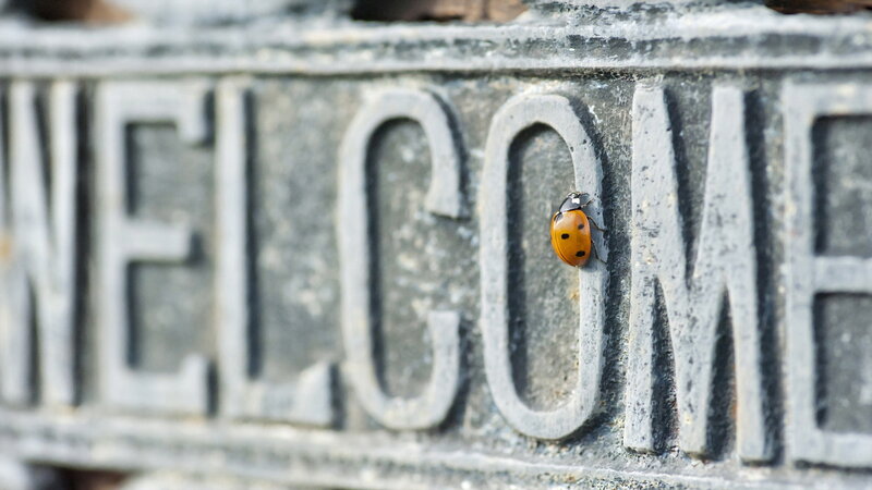 Ladybug on Welcome Sign