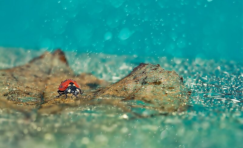 Ladybug on Wet Rock
