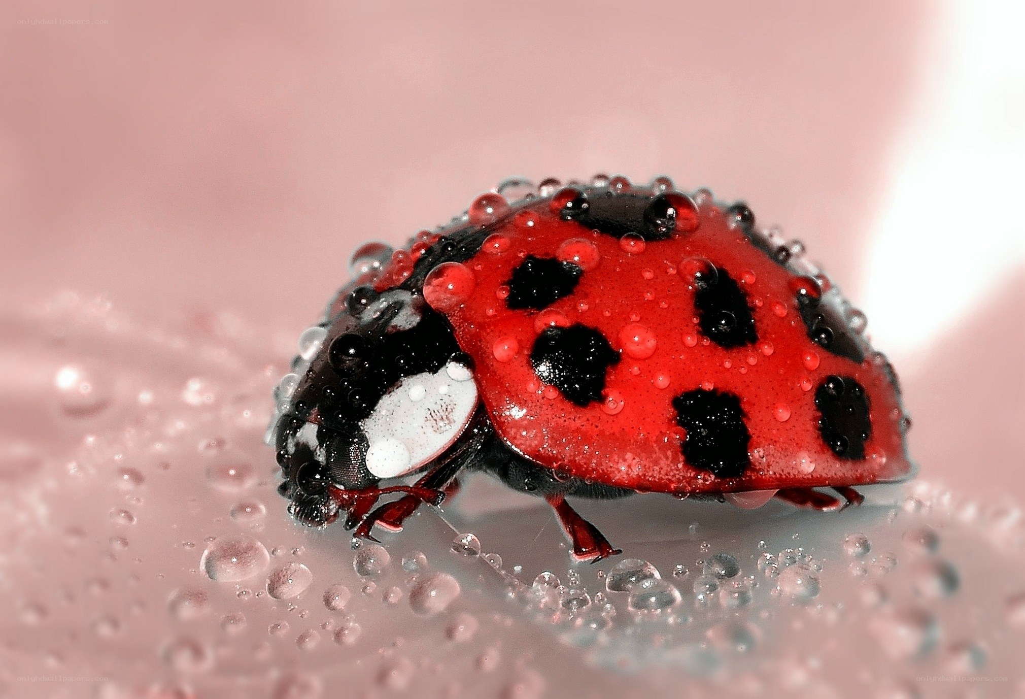 Ladybug on wet surface