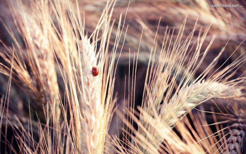 Ladybug on Wheat — Brown