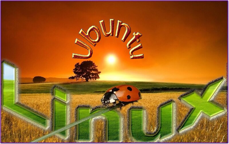 Ladybug on Wheat Field