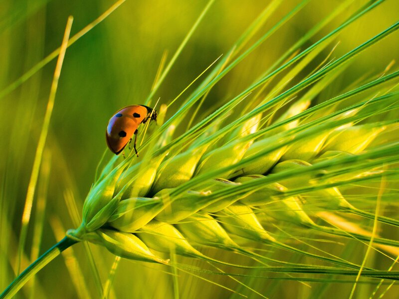 Ladybug on Wheat — Green, Serene