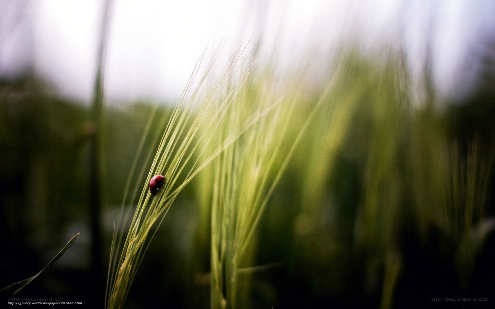 ladybug on wheat stalk