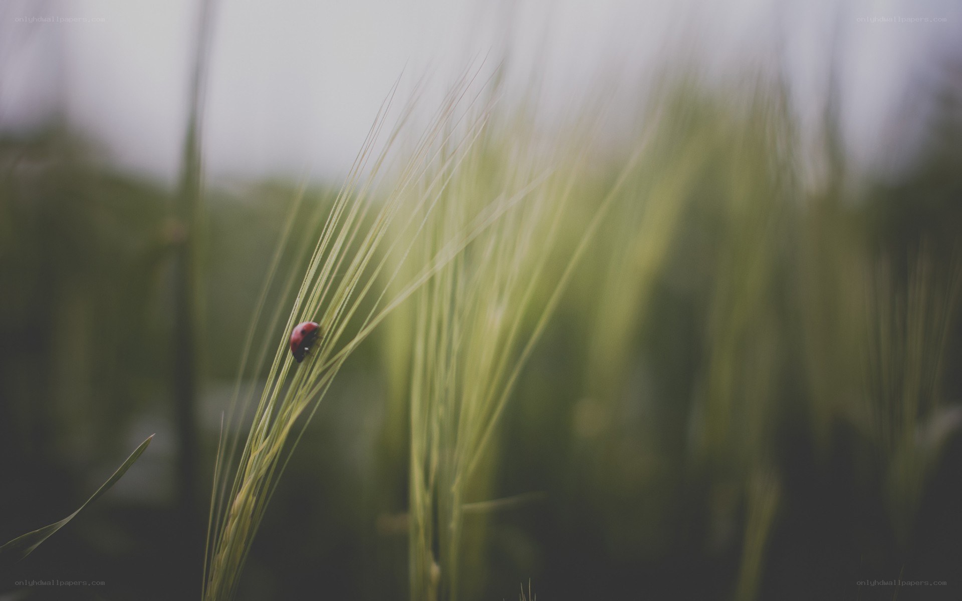 ladybug on wheat stalk