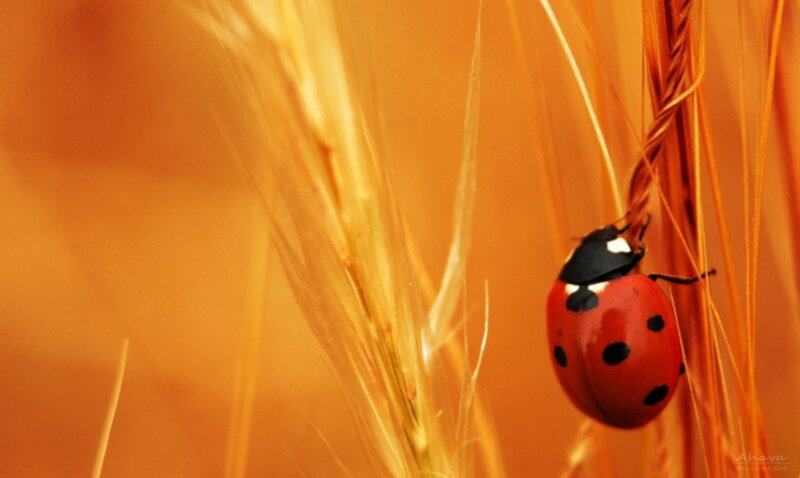 ladybug on wheat stalk
