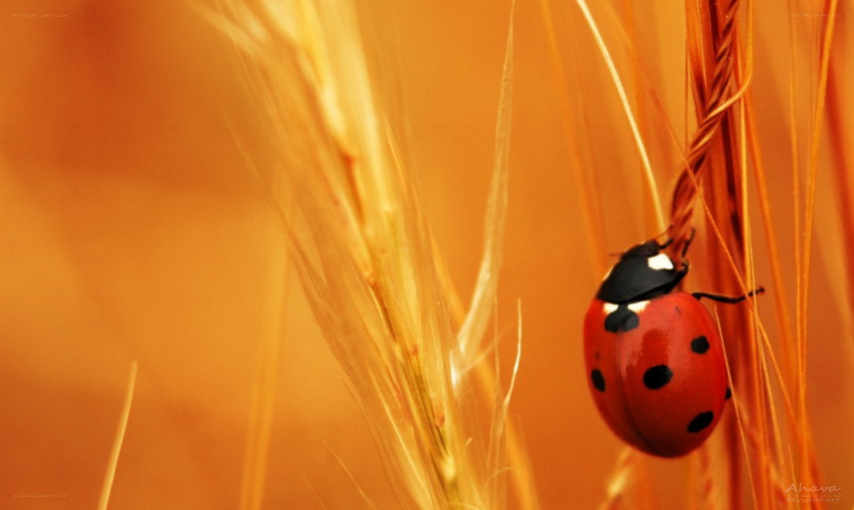ladybug on wheat stalk