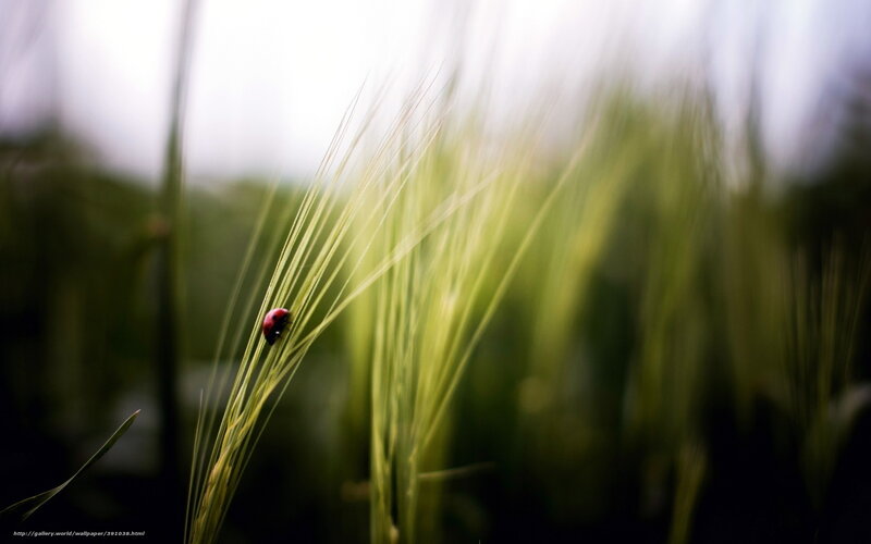 Ladybug on Wheat Stalk — Green