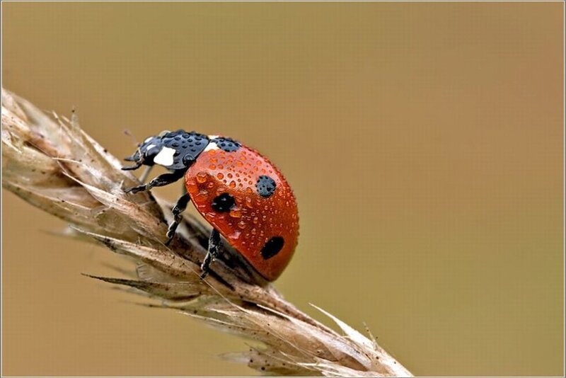 Ladybug on Wheat Stalk — Red