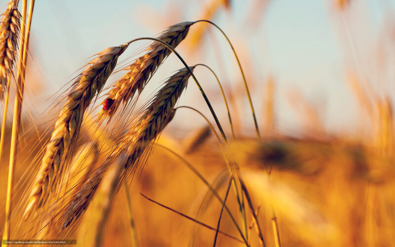Ladybug on wheat stalk