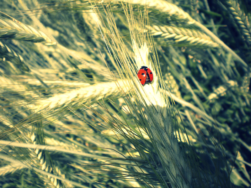 Ladybug on Wheat