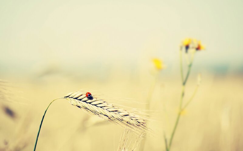 Ladybug on Wheat — Yellow