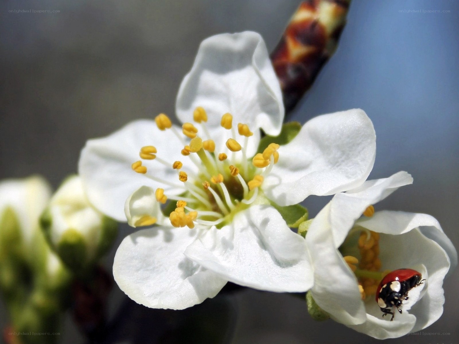 Ladybug on white blossom