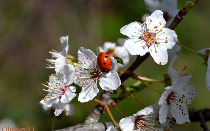 ladybug on white blossoms