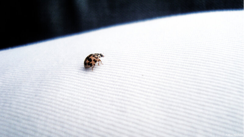 ladybug on white fabric