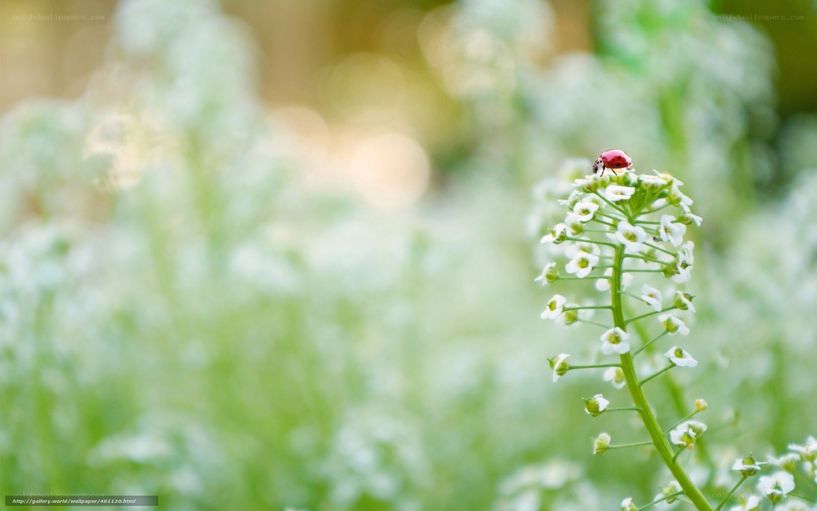 ladybug on white flower