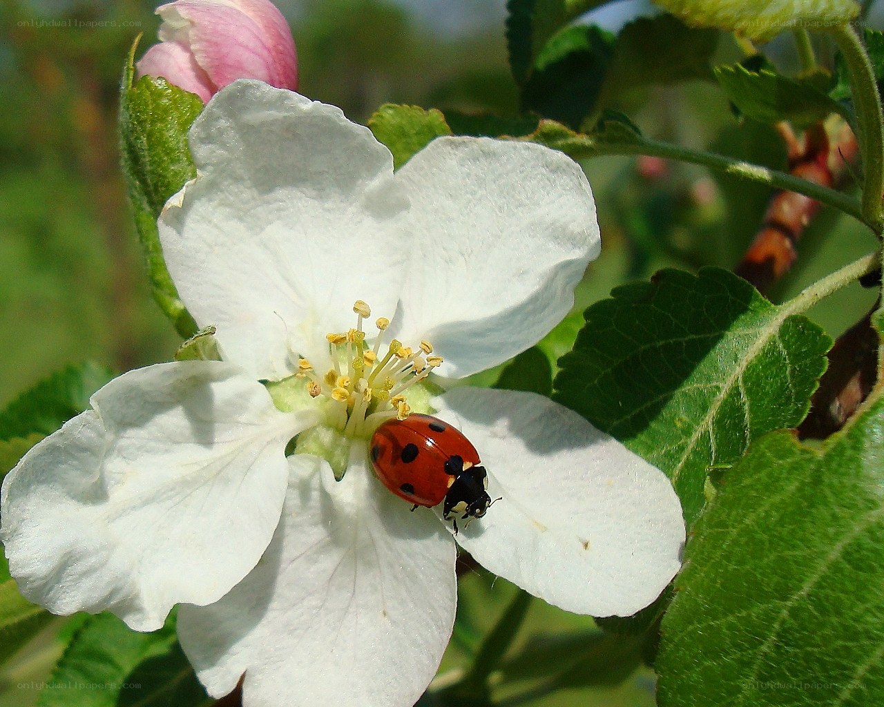 ladybug on white flower