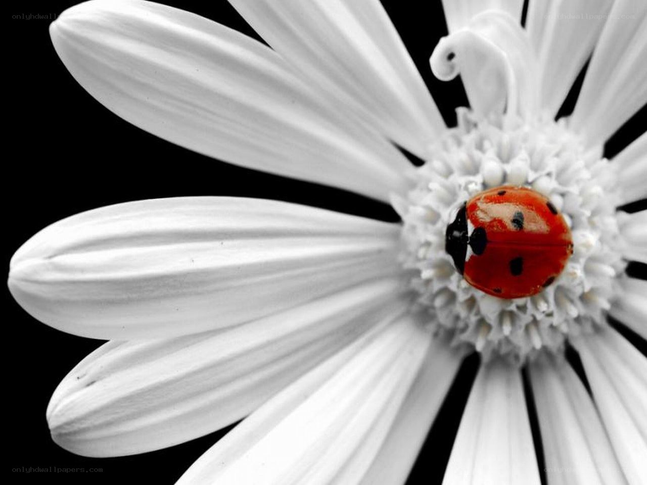 ladybug on white flower