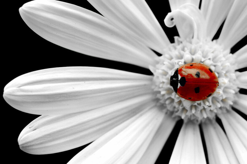 ladybug on white flower
