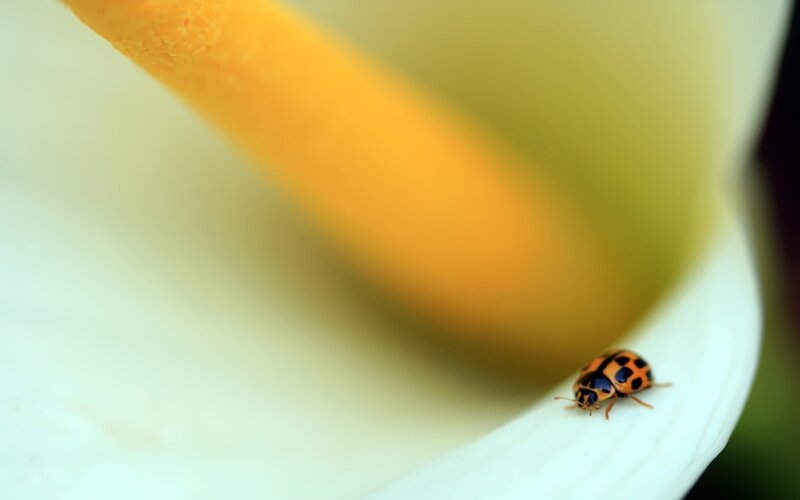 Ladybug on White Flower — Calm, Photograph