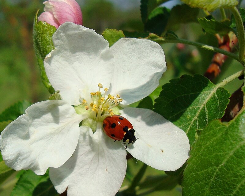 Ladybug on White Flower — Calm, Spring