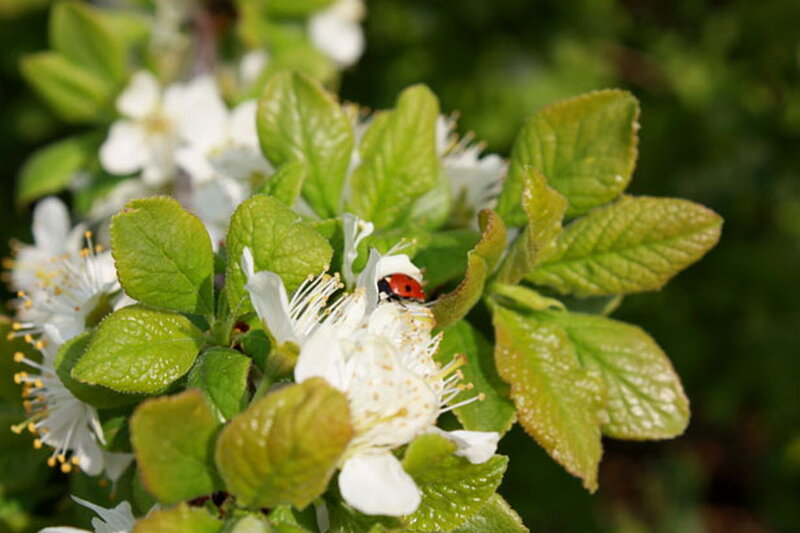 Ladybug on White Flower — Calm